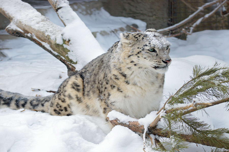 Snow Leopard Trek Ladakh